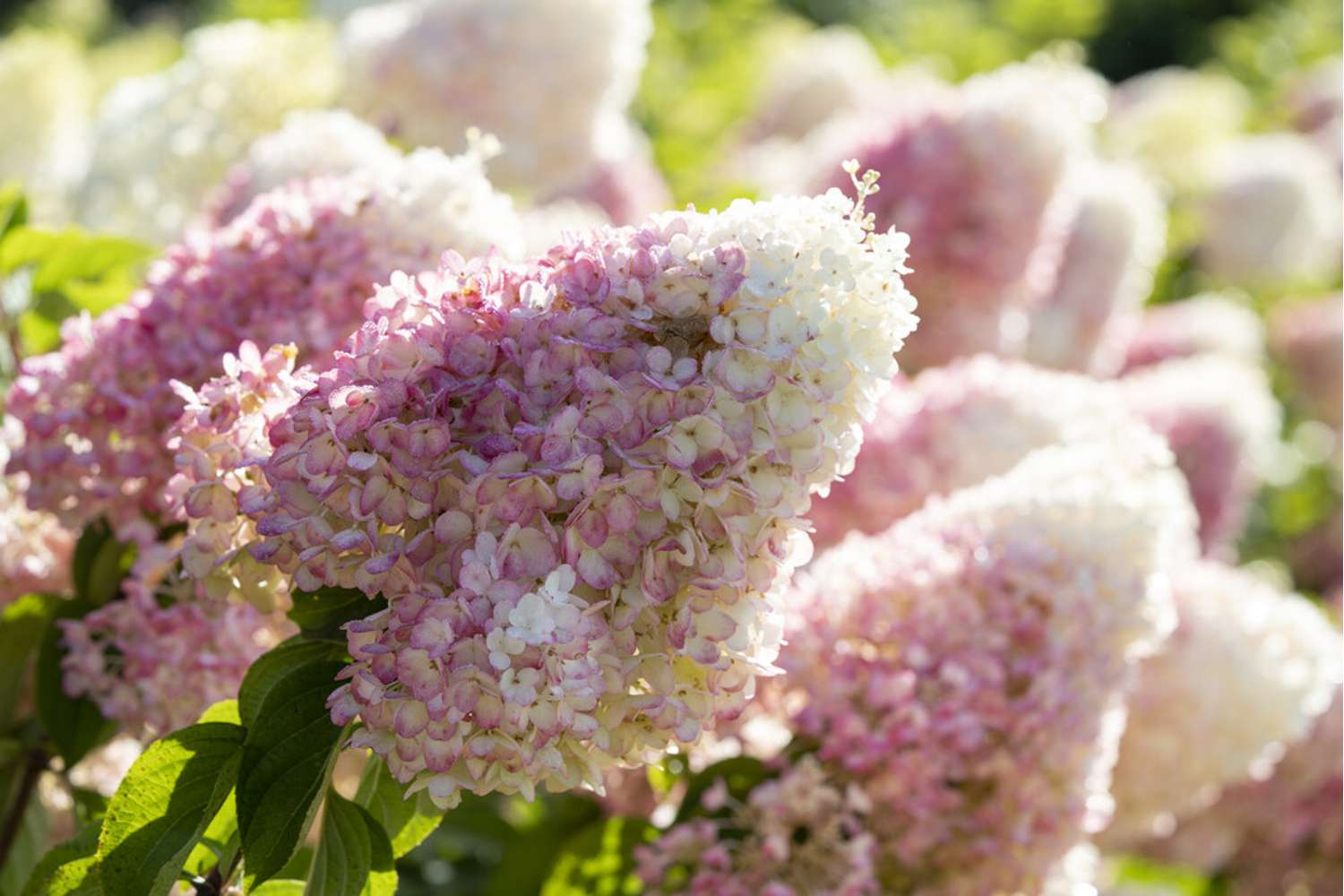 Hortensia 'Living Strawberry Blossom'